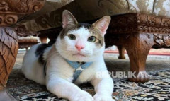 Ke Mana Hewan Pergi Setelah Mati, Apakah Masuk Surga atau Neraka?