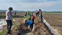 Usir Tikus dari Sawah dan Lumbung, Ini Tip Asisten Wedana di Grobogan