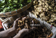 Temulawak: Dari Warisan Nusantara Menuju Branding Dunia