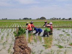 75 Persen Petani di Indramayu Garap Sawah Orang Lain, Penyerapan Pupuk Organik Nol