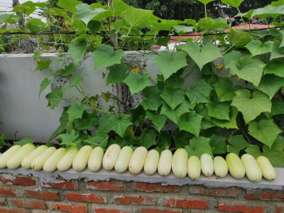 Cara Mudah Membuat Kompos dari Limbah Dapur untuk Urban Farming di Rumah