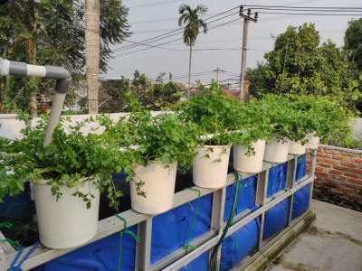 Cara Kerja Sistem RAS dalam Aquaponik: Solusi Pertanian Modern yang Efisien