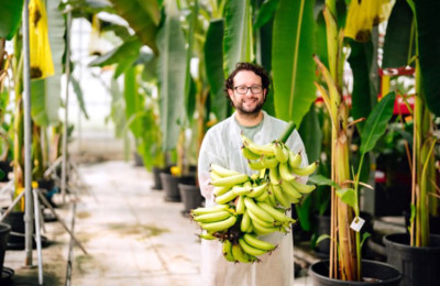 Ilmuwan Kembangkan Tanaman Pisang Yelloway One, Tahan Terhadap Dua Penyakit Paling Berbahaya