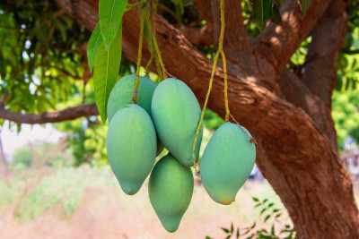 Picu Kenaikan Asam Lambung dan Gula Darah, ini Efek Samping Buah Mangga yang Jarang Diketahui