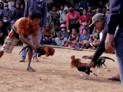 Judi Sabung Ayam "Leter S" di Karang Manik Tayang Live di Medsos