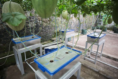 Wali Kota Bandung Berencana Kembangkan Kampung Wisata Melon