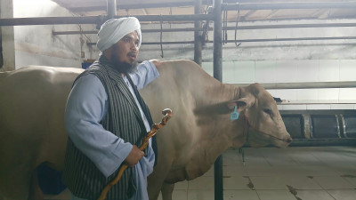 Ustadz Derry Sulaiman: Berkurbanlah dengan Hewan Terbaik