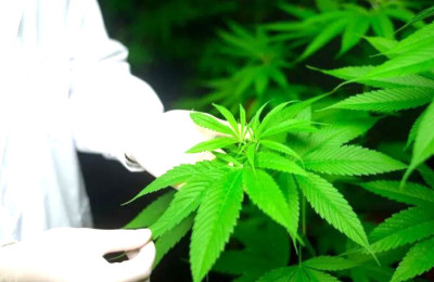 Ganja Legal Mengubah Cara Sebagian Orang Menggunakan Obat Resep