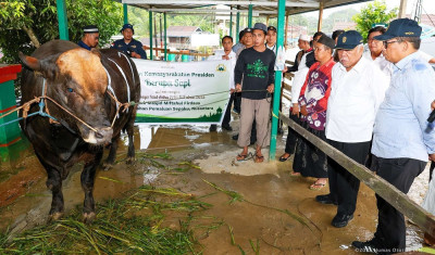 Berbagi Kebahagiaan Idul Adha 2025 di IKN, Otorita Kurbankan 31 Sapi
