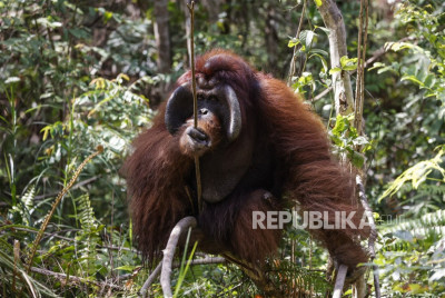 Kaltim Punya 1.500 Flora Fauna, BRIN dan YKAN Teliti Satwa Langka