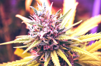 Temuan Ilmuwan: Penggunaan Ganja Meninggalkan Jejak yang Bertahan Lama di Tubuh Manusia