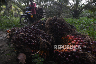 Bulan Juli, Harga TBS Sawit di Kaltim Turun Lagi