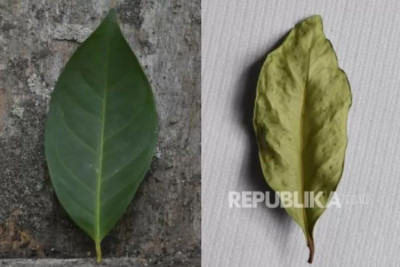 8 Manfaat Daun Salam untuk Kesehatan, Ini Cara Meraciknya