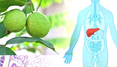 Molekul Tanaman Jambu Biji Bisa Membantu Melawan Kanker Hati