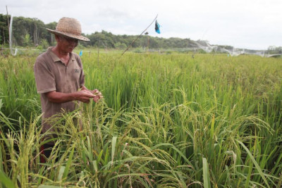 Data Tunjukkan Ada Peningkatan Kesejahteraan Petani pada Agustus 2025
