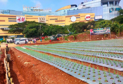 Depok Jaga Ketersediaan Pangan, Buka Peluang Kerja Sama Contract Farming