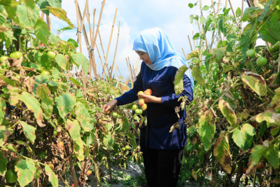Khofifah Minta Kepala Daerah Serap Tomat Petani untuk Stabilkan Harga
