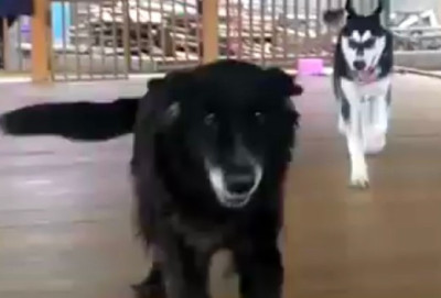 Waspada! Dua Wanita Jadi Korban Serangan dan Gigitan Anjing di Depok