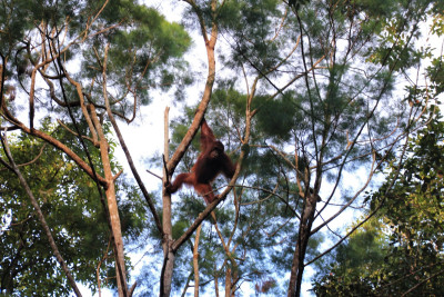 Menyekolahkan Orangutan Menyelamatkan Jiwanya