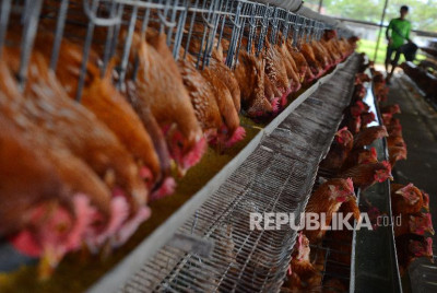Modal 2 Jantan 7 Betina, DW Farm Kini Punya Ratusan Ayam: Pilih Slow Living, Resign dari IT