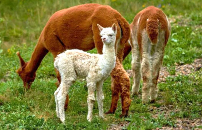 Protein llama Kecil Dapat Mengobati Penyakit Alzheimer