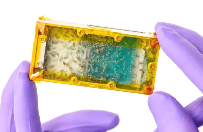 Camilan Luar Angkasa: Serangga Jadi Makanan Astronot di Mars