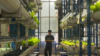 Ladang Sayur di Dalam Gedung: Potret Pertanian Masa Depan