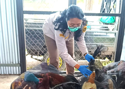 Karantina Jawa Timur Gagalkan Pengiriman 40 Ayam Kampung Secara Ilegal ke Bali