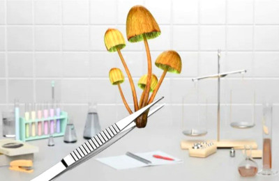 Senyawa 'Jamur Ajaib' Bisa Pulihkan Cedera Otak Akibat Kekerasan dalam Rumah Tangga