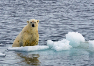 Clever!  Greenland Polar Bear Adapting to Climate Change