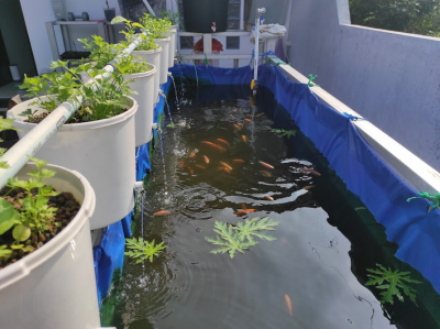 Home-Scale Fish and Vegetable Cultivation with Aquaponics System