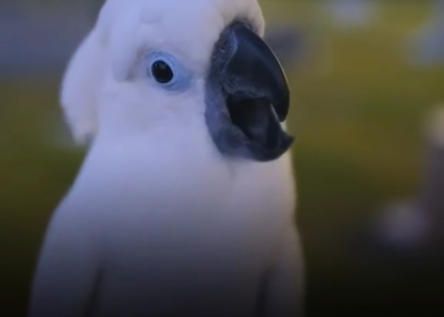 Allah is the greatest!  This bird is afraid to hear the screams of grave torture