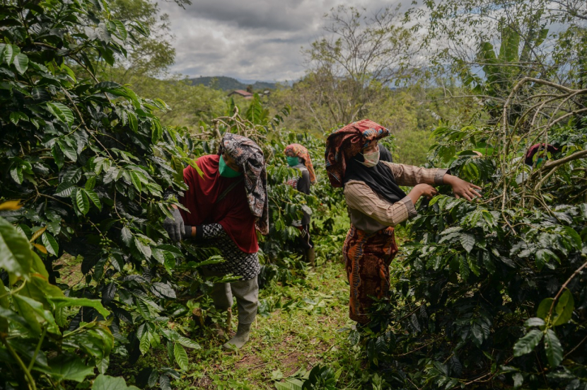 Para perempuan di Desa Tawardi tengah memetik kopi di kebun mereka.