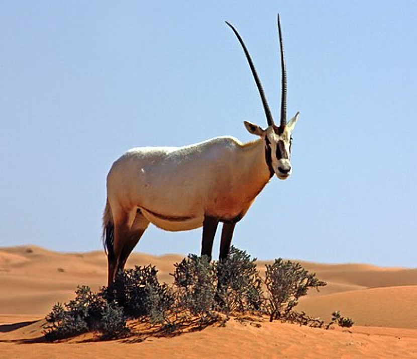 Oryx Arab (Wikipedia)